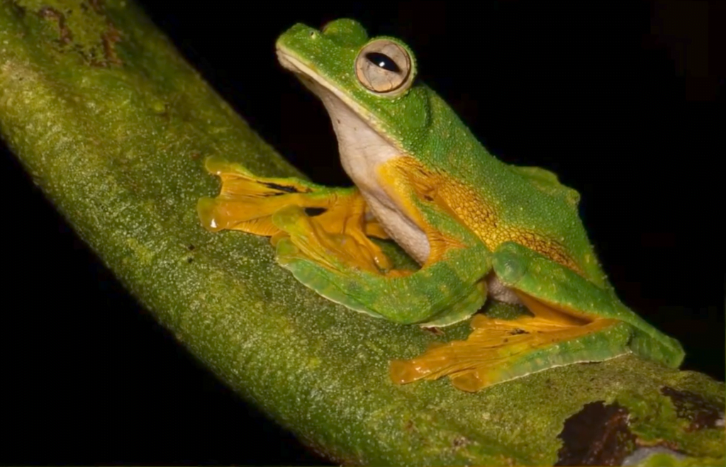 Anamalai Flying Frog