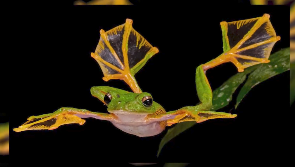 Anamalai Flying Frog